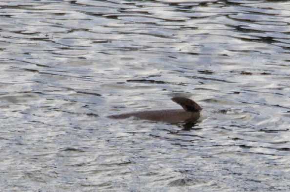 17 December 2020 - 10-13-47
Sad, sad sight. The body of a dolphin floating down the Dart near Warfleet.  The poor creature is on its side with one of its pectoral fins visible above the waterline.
-----------------------------
Dead dolphin in river Dart